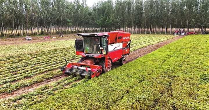 襄汾：搶抓晴雨間隙 切實保障秋糧顆粒歸倉